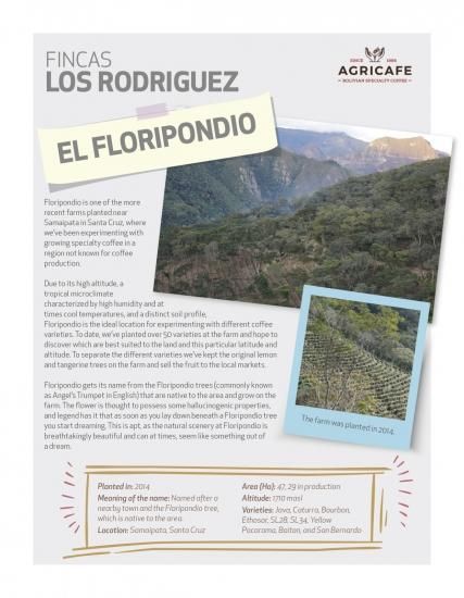 ＜数量限定:５月２３日焙煎＞<br>370 Bolivia Floripondio Geisha Natural (中煎り)<br>＜ラスト１つ！＞