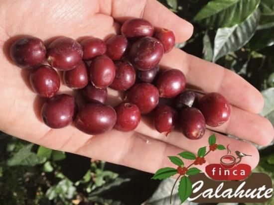 【数量限定】<br>079 Guatemala Finca Calahute Anaerobic<br>グアテマラ カラウテ アナエロビック 200g