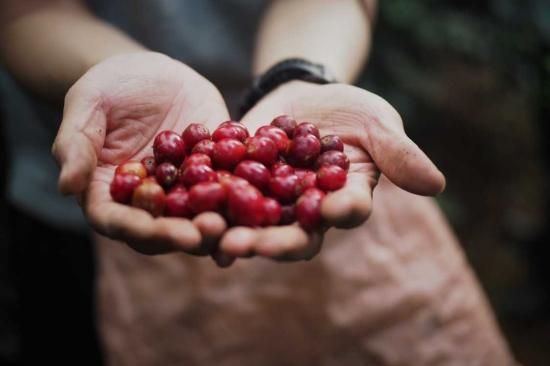 【終売】<br>329 Honduras El Puente Geisha Honey