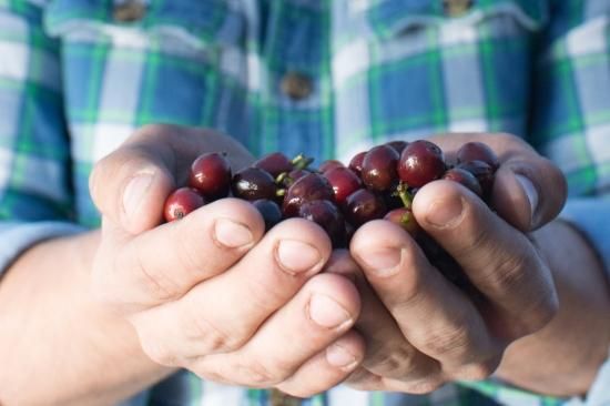 【日本でPhilocoffeaだけ！】<br>328 Brazil Daterra Masterpiece#4 <br>ブラジル ダテーラ マスターピース#4 <br>【終売】
