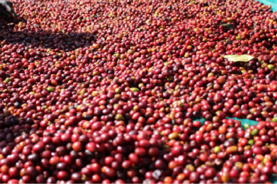 【終売】150 Ethiopia Guji Uraga G1 Natural <br>エチオピア グジ ウラガ ナチュラル